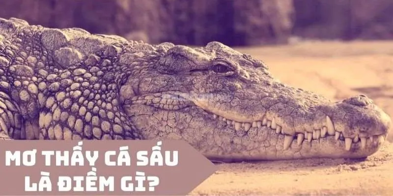 Phân tích điềm báo về giấc mơ thấy cá sấu